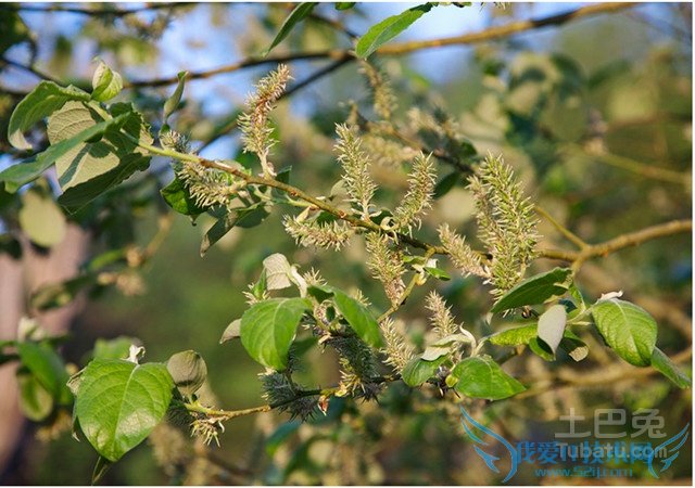 银柳的作用 银柳的作用