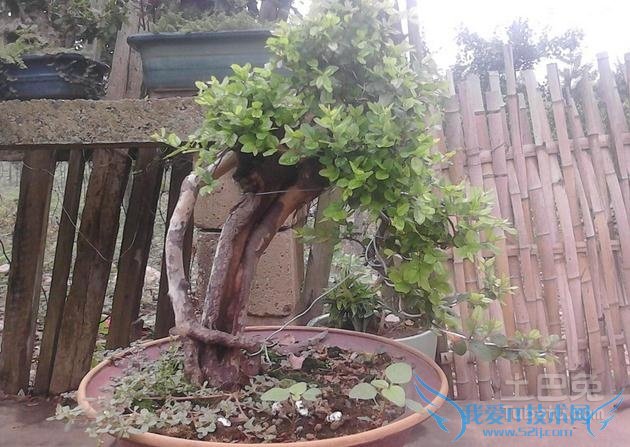 雀梅盆景施肥 雀梅盆景施肥