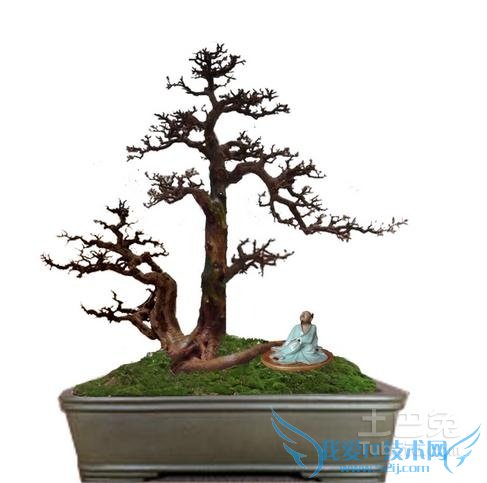 雀梅盆景施肥 雀梅盆景施肥