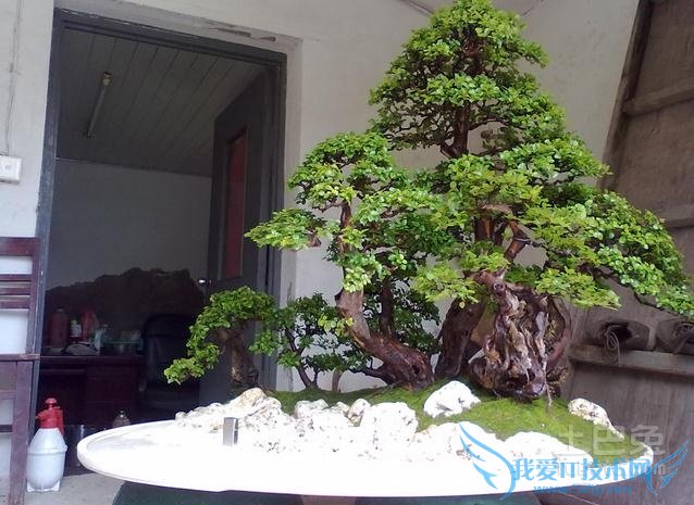 雀梅盆景施肥 雀梅盆景施肥