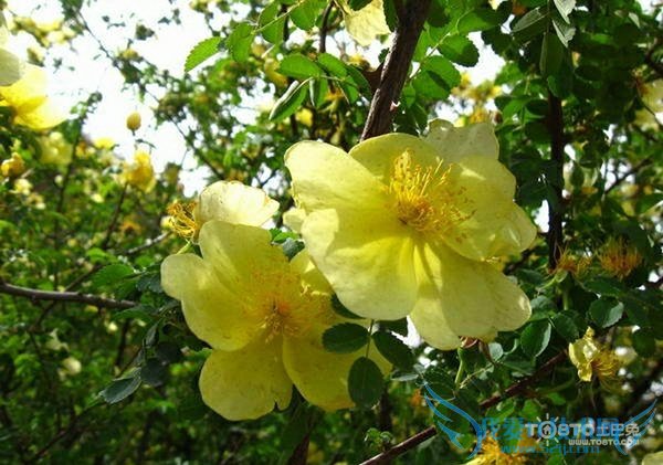 黄刺梅的养殖方法 养护黄刺梅的经验总结