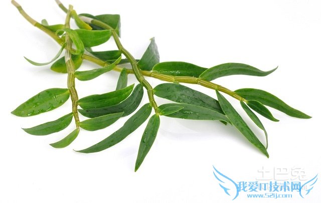 石斛花怎么吃 石斛花怎么吃