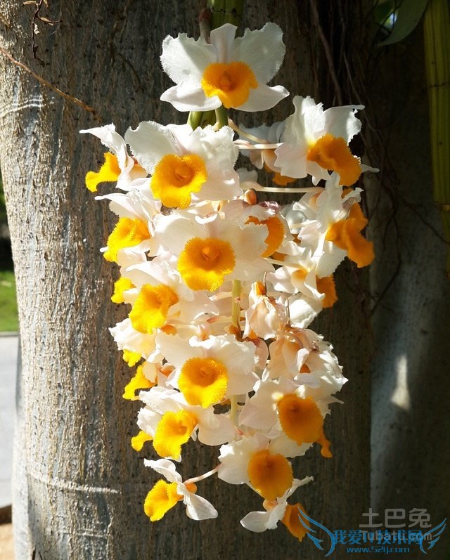 石斛花怎么吃 石斛花怎么吃