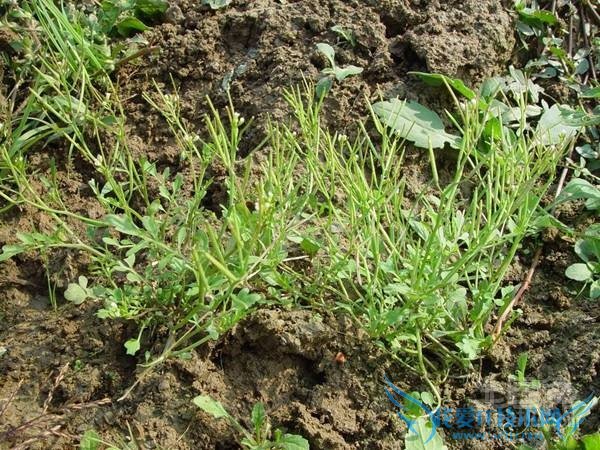 野燕麦的功效与作用