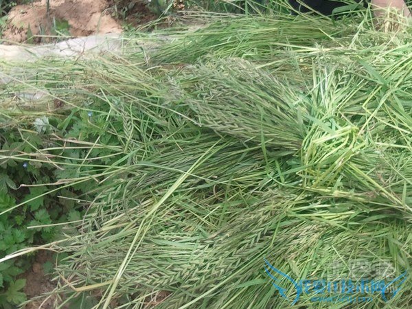 野燕麦的功效与作用