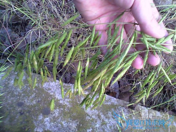 野燕麦的功效与作用