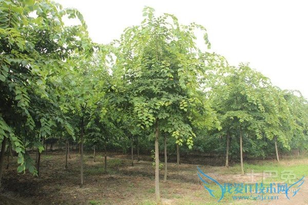 珊瑚朴种植 珊瑚朴种植