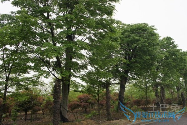 珊瑚朴种植 珊瑚朴种植