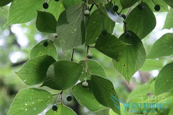 珊瑚朴种植 珊瑚朴种植