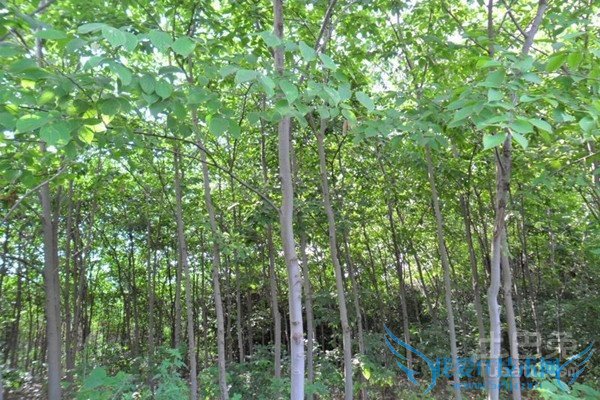 珊瑚朴种植 珊瑚朴种植