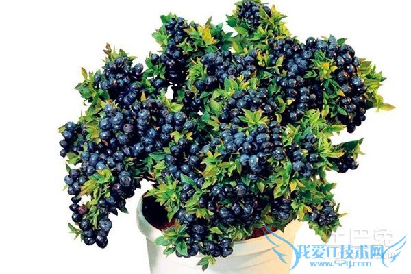 蓝莓苗价格 蓝莓苗价格