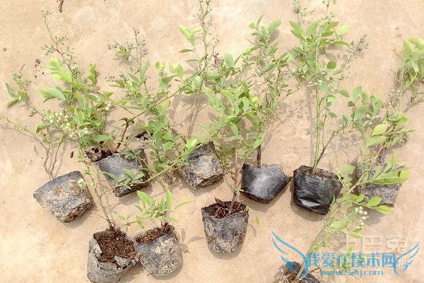 蓝莓苗价格 蓝莓苗价格