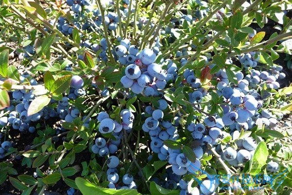 蓝莓苗价格 蓝莓苗价格