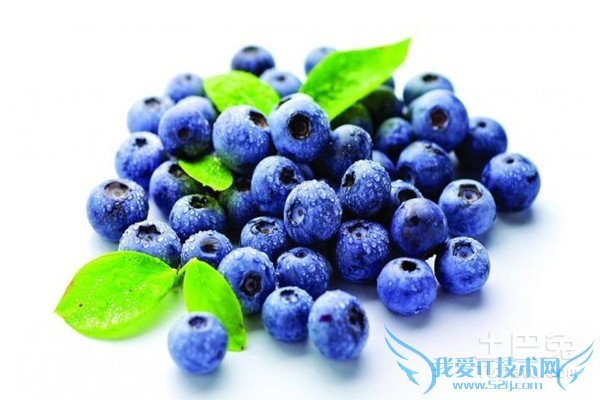 蓝莓苗价格 蓝莓苗价格