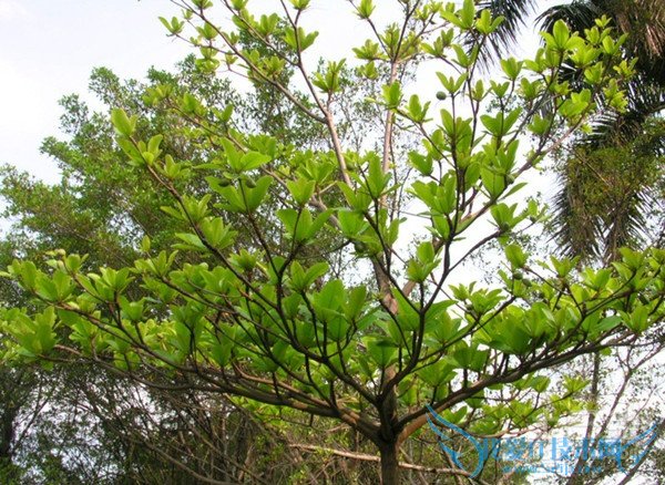 榄仁树图片