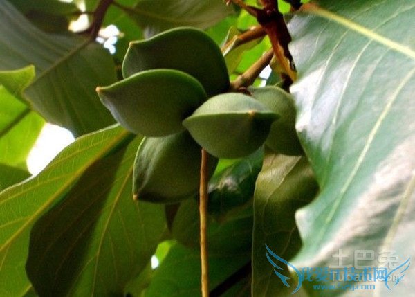榄仁树图片