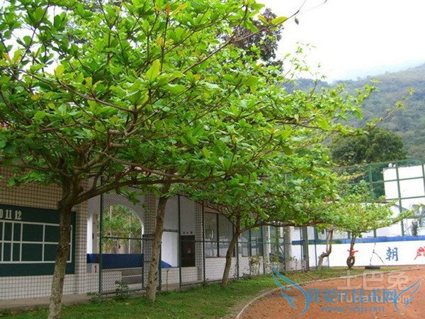 榄仁树图片