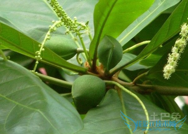 榄仁树图片