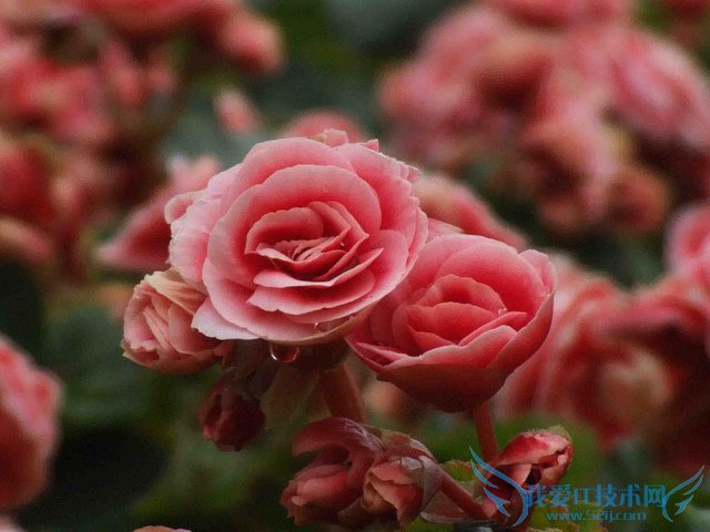 ﺣͼƬȫ ﺣͼƬͼƷֽ