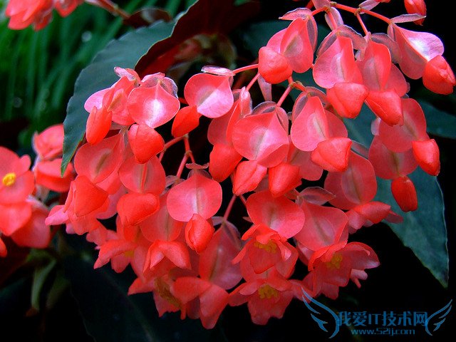 ﺣͼƬȫ ﺣͼƬͼƷֽ