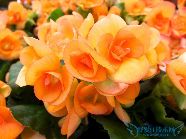 ﺣͼƬȫ ﺣͼƬͼƷֽ