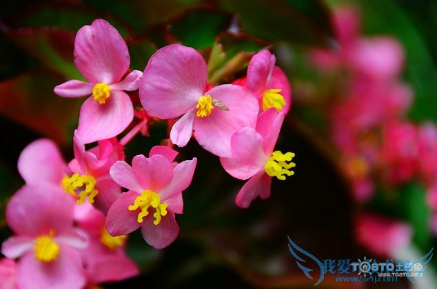 ﺣͼƬȫ ﺣͼƬͼƷֽ