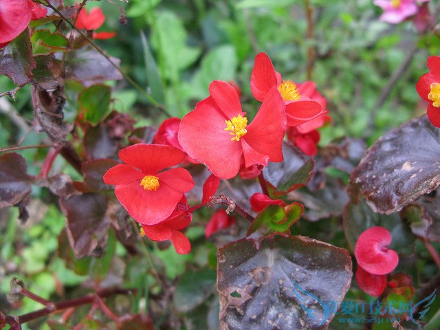 ﺣͼƬȫ ﺣͼƬͼƷֽ