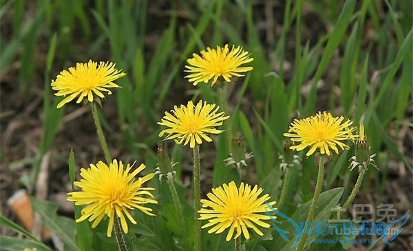 ÆÅÆÅ¶¡Í¼Æ¬ ÆÅÆÅ¶¡Í¼Æ¬