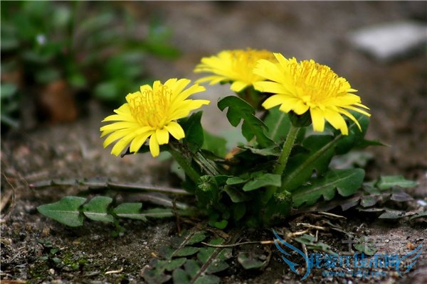 ÆÅÆÅ¶¡Í¼Æ¬ ÆÅÆÅ¶¡Í¼Æ¬