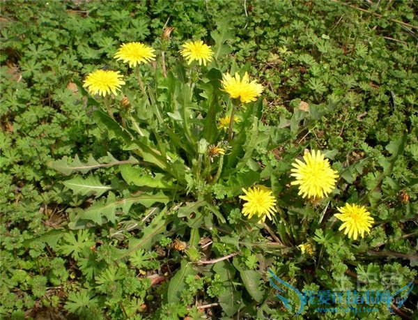 ÆÅÆÅ¶¡Í¼Æ¬ ÆÅÆÅ¶¡Í¼Æ¬