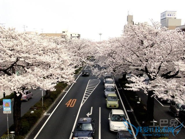 日本樱花