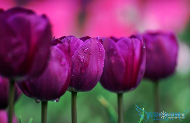 郁金香花语是什么 郁金香花语大全