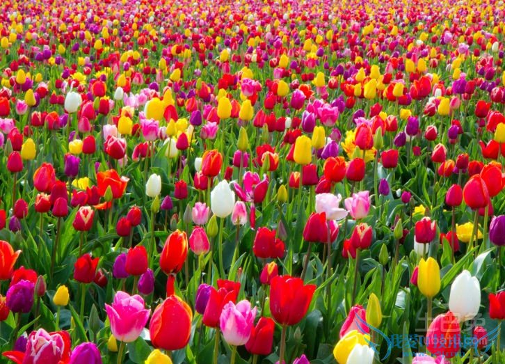 郁金香花语 郁金香花语