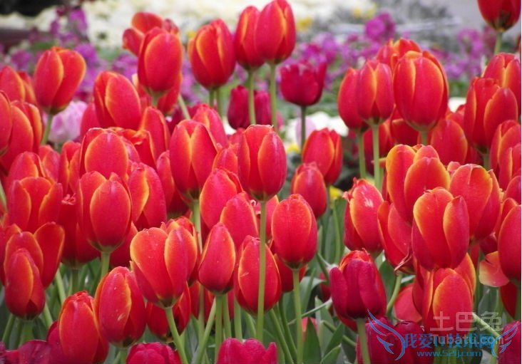 郁金香花语 郁金香花语