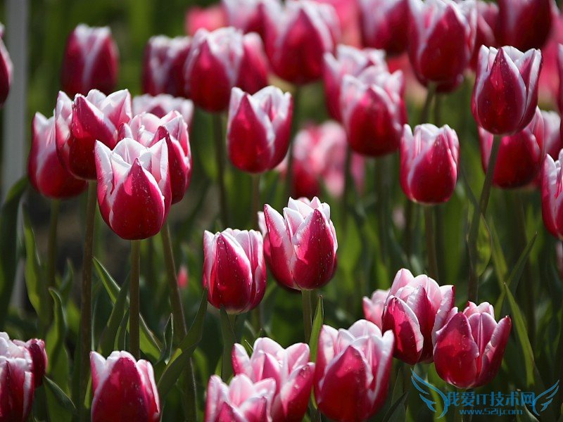 郁金香花语是什么 郁金香花语大全