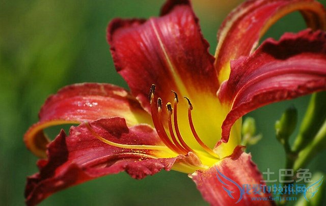 萱草花价格 萱草花价格