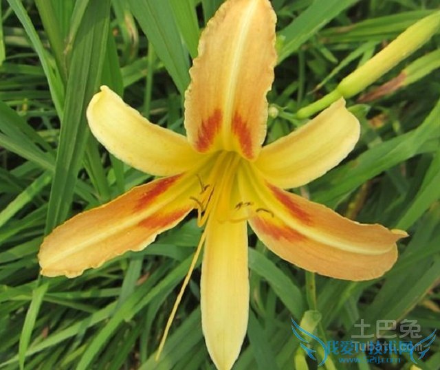 萱草花价格 萱草花价格