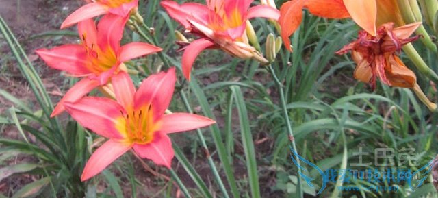 萱草花价格 萱草花价格