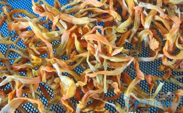 萱草花价格 萱草花价格