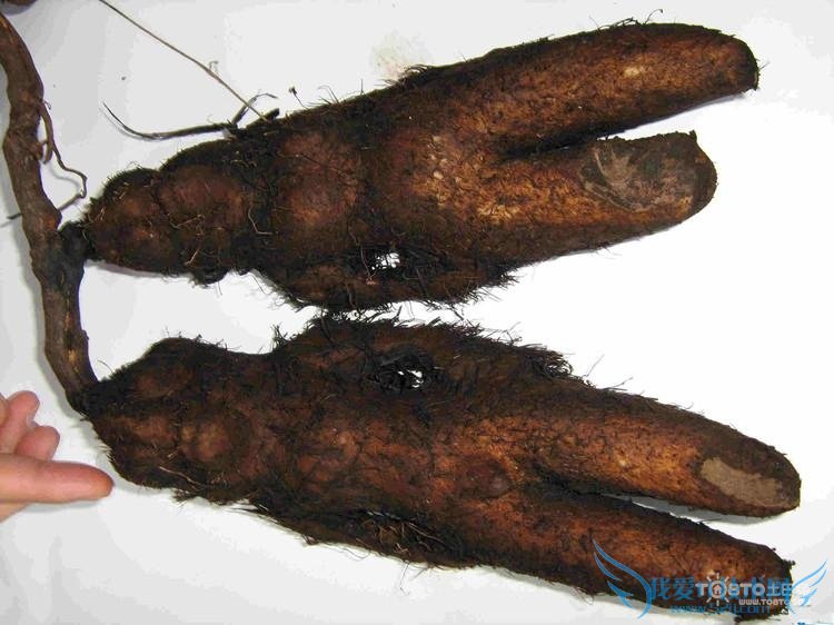 何首乌怎么吃治白发 何首乌怎么吃最好