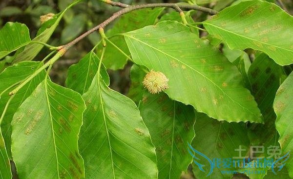 青冈树嫁接板栗