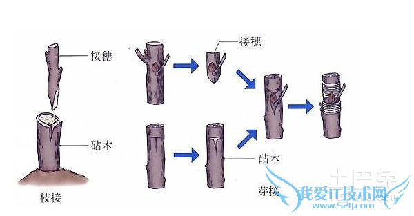 青冈树嫁接板栗