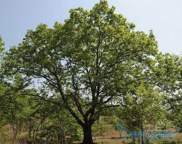 青冈树嫁接板栗