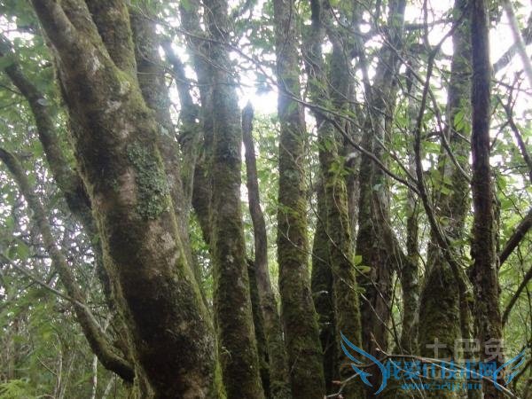 青冈树嫁接板栗