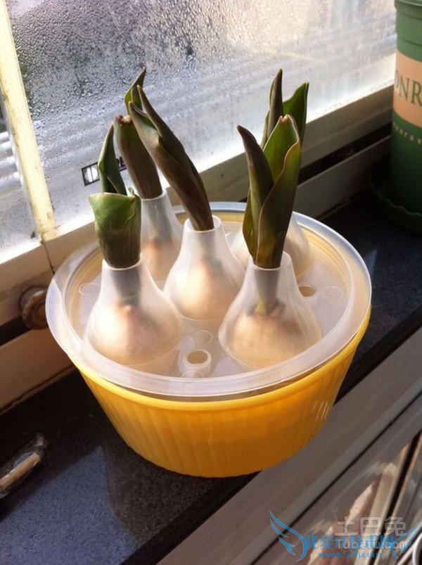 水培郁金香图片