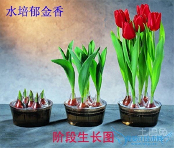 水培郁金香图片