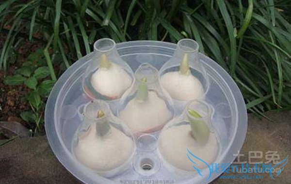 水培郁金香图片