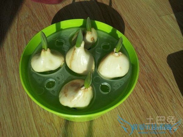 水培郁金香图片