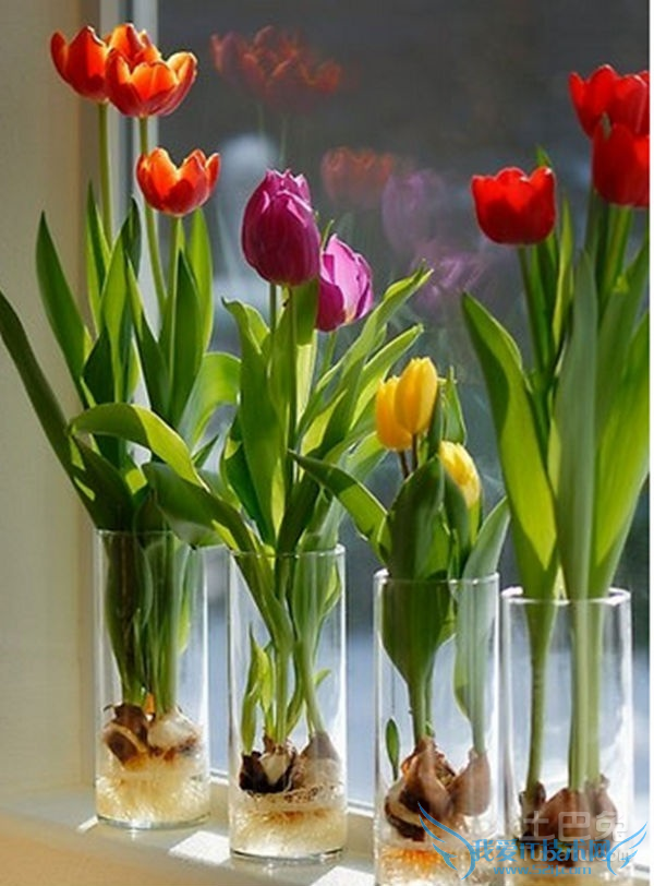 水培郁金香图片