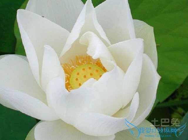 碗莲品种 碗莲品种